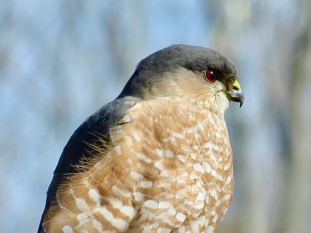 Sharp Shinned Hawk by d a murphy is licensed under CC BY 2.0.